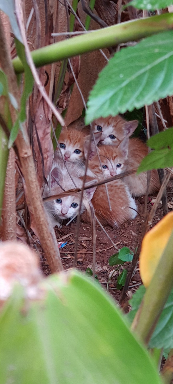 Kittens!
