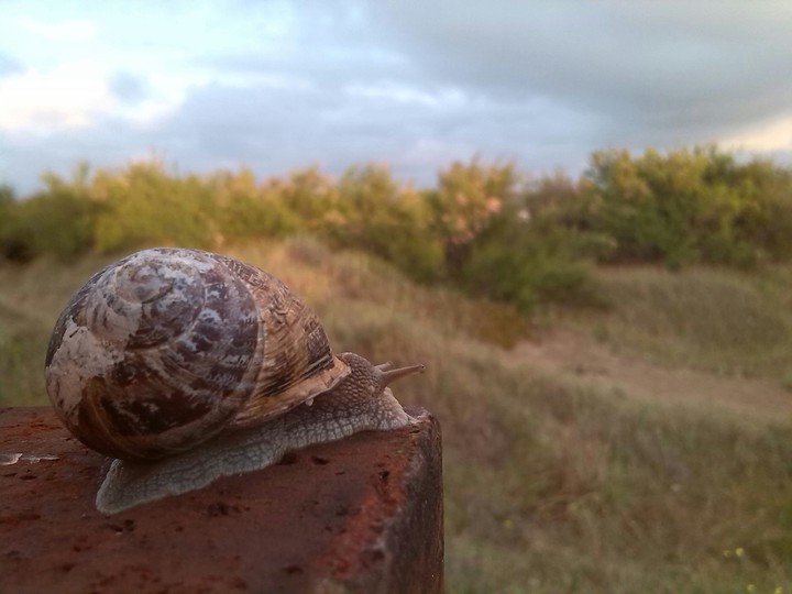 caracol