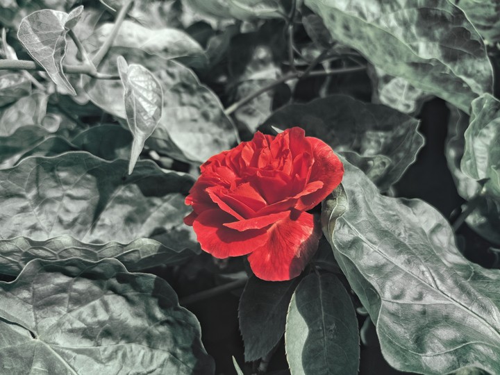 rose