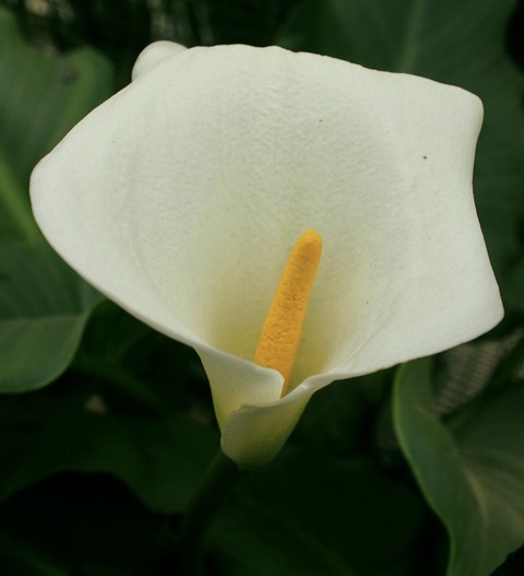 רקעים closeup, plant