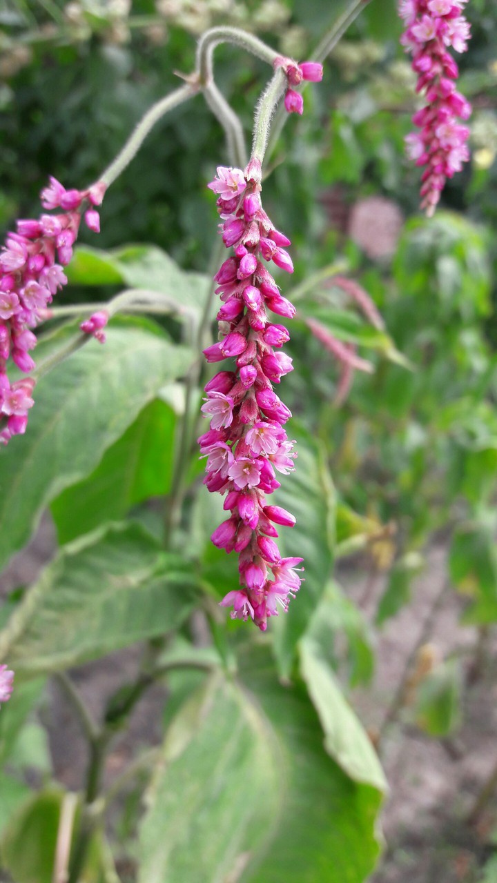 Pink flower