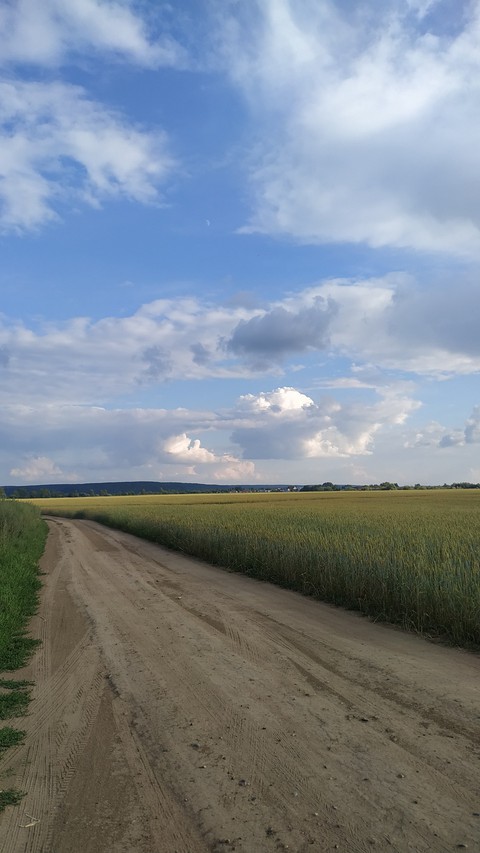 Пшеничное поле