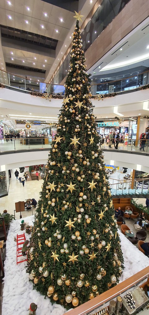 fonds d'écran christmas, evergreen