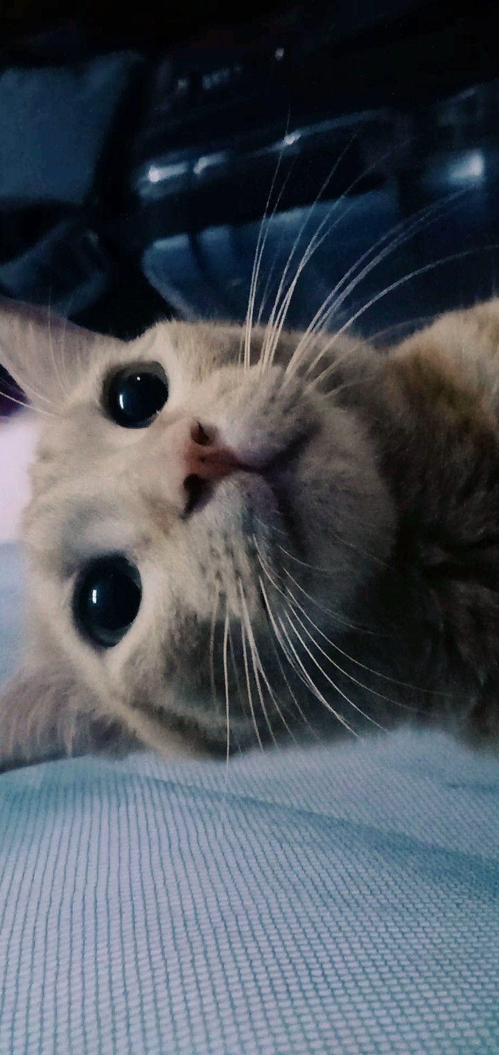 Lovely Cat