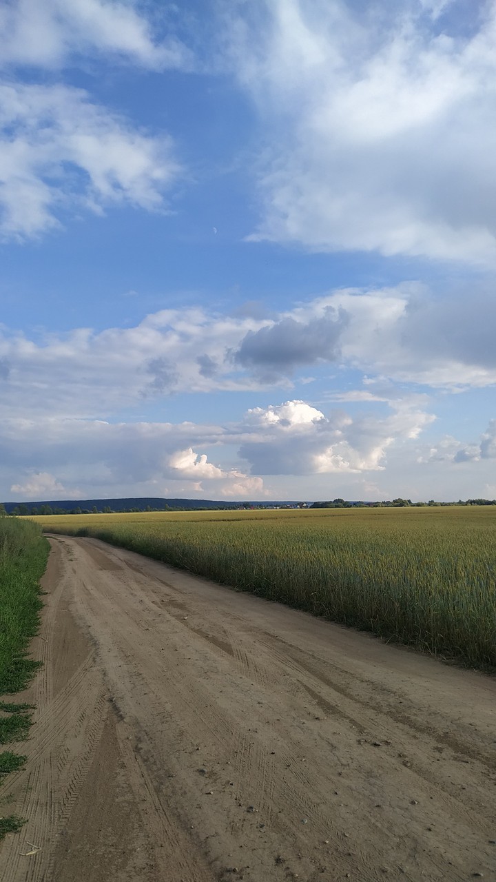 Пшеничное поле