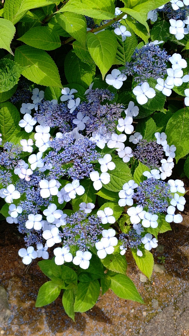 lacecap hydrangea