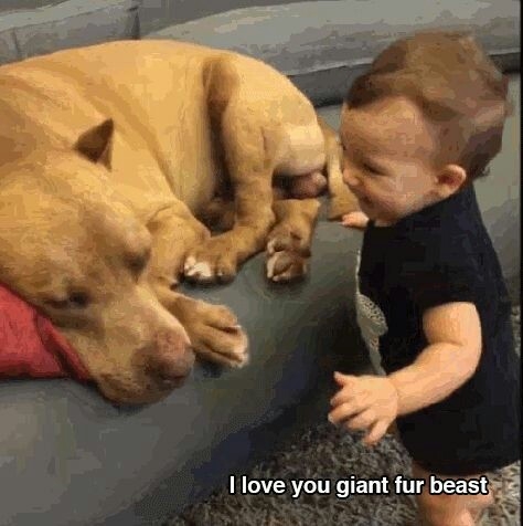 Braver Hund