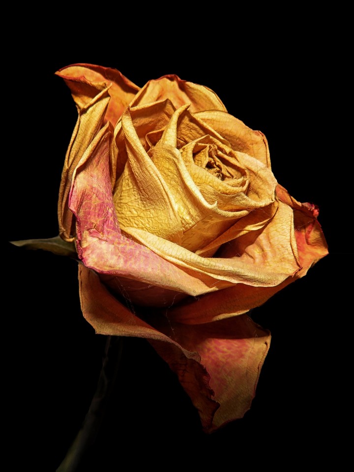 dried rose
