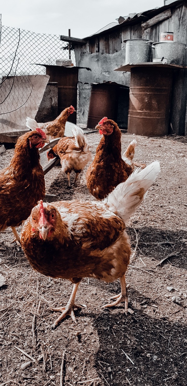 hen