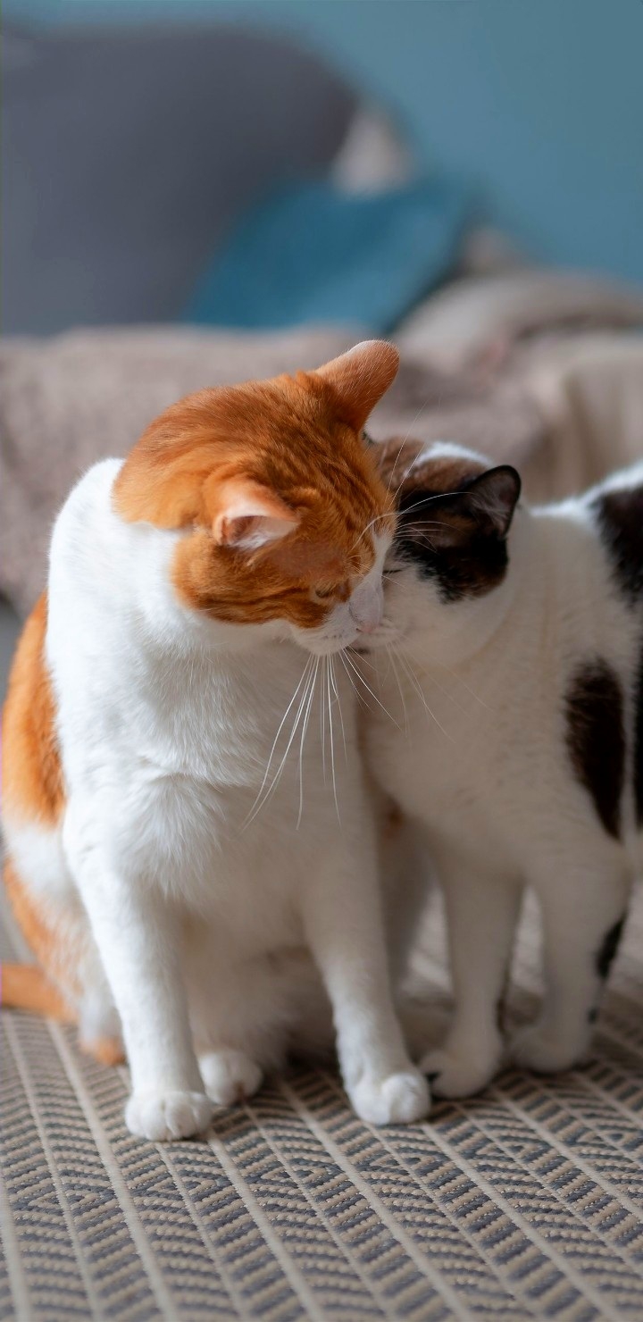 Cause Cat are❤