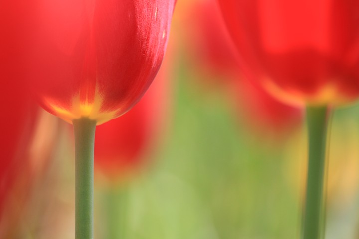 튤립