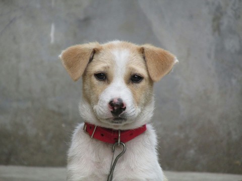 doggy woggy