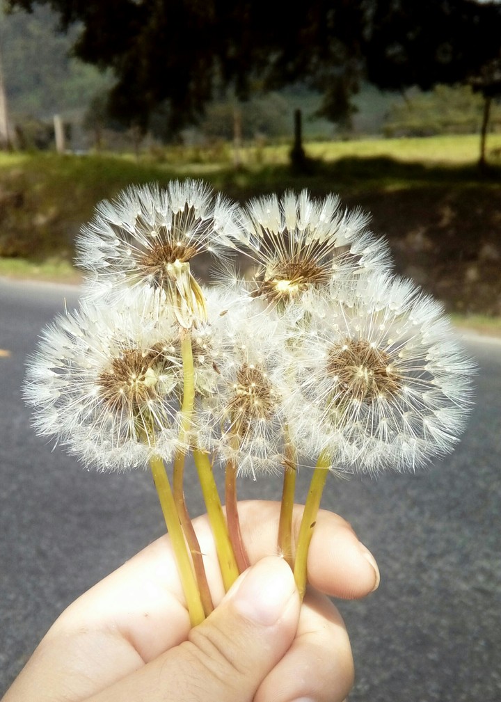 dandelions