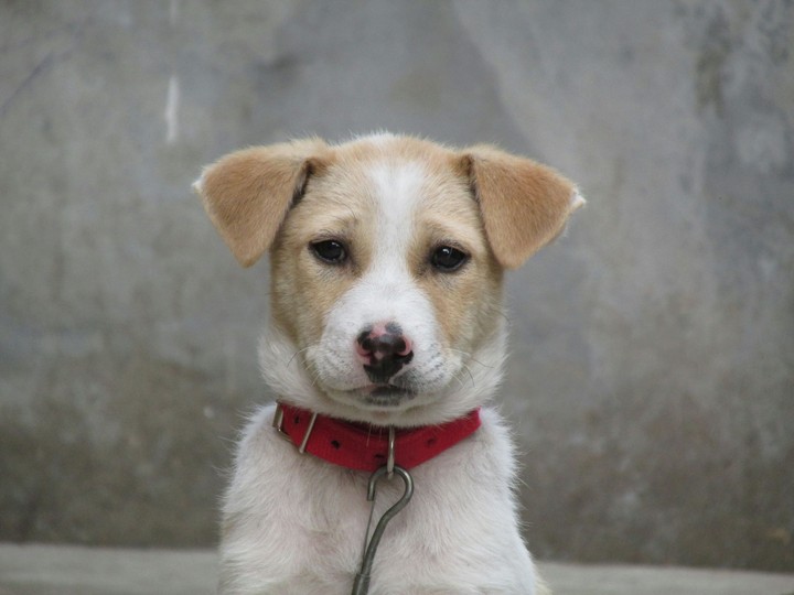 doggy woggy