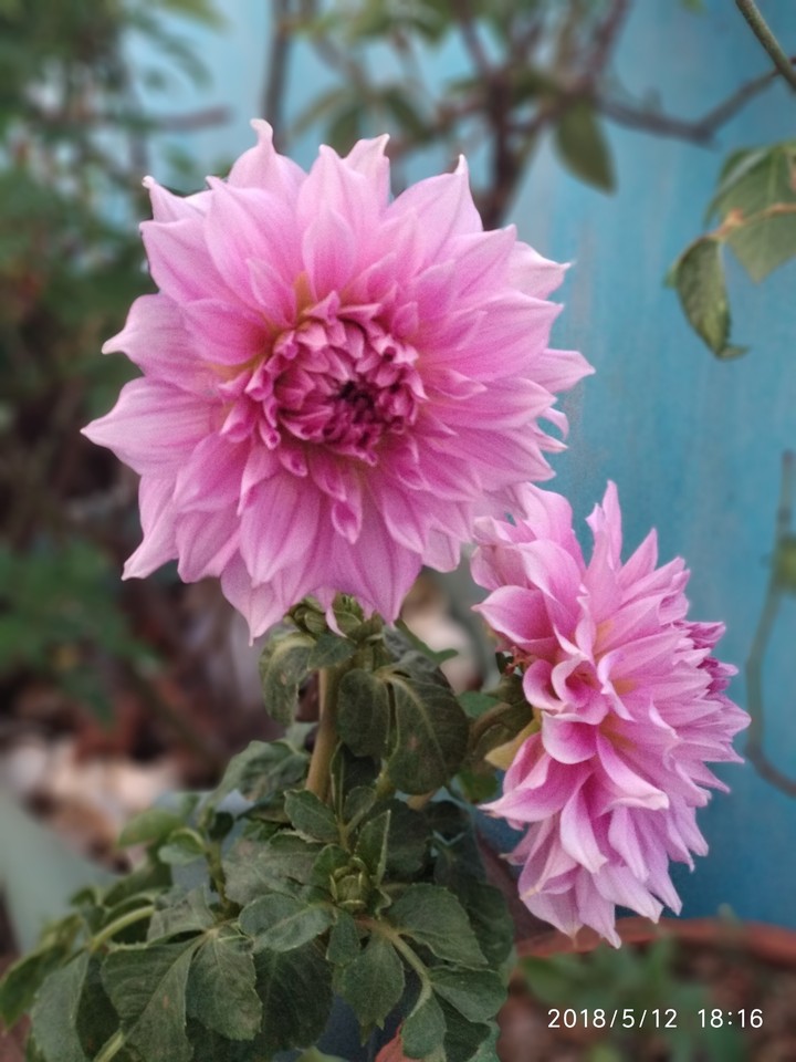 flowers