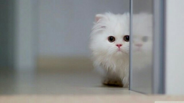 lovely cat