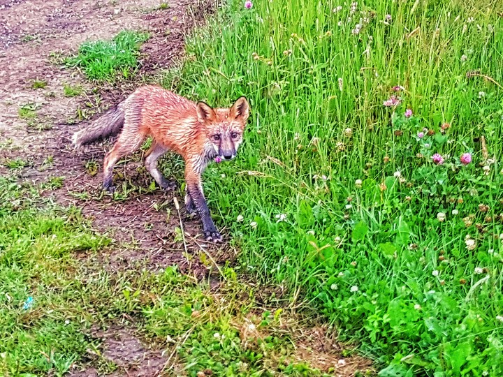 fox