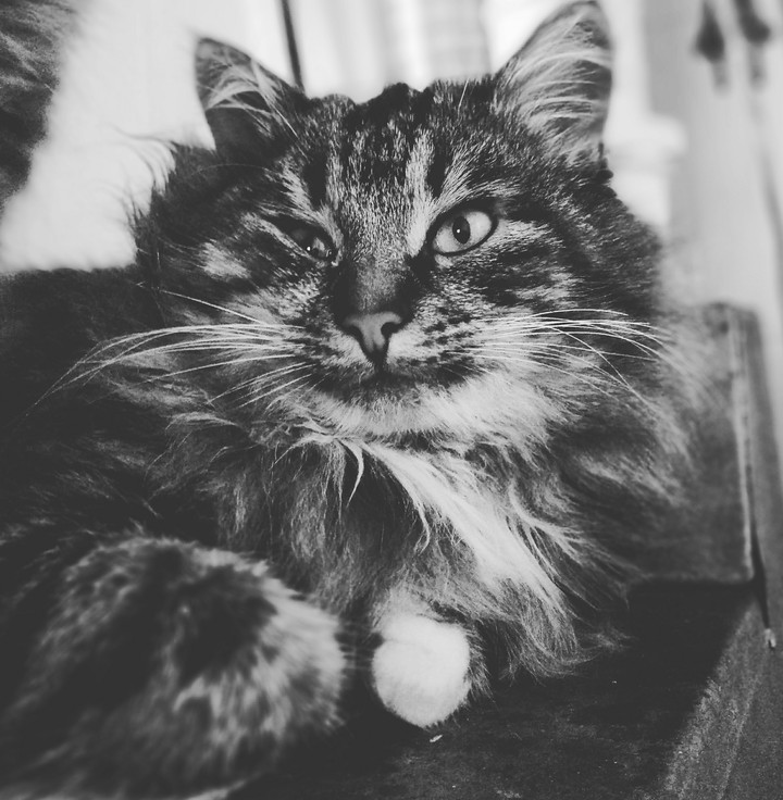 cat