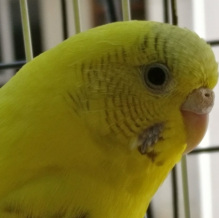 Serious birdie