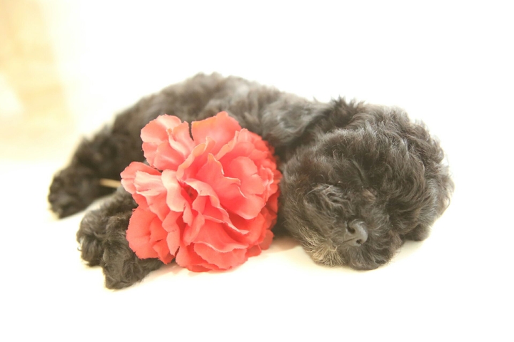 sleep