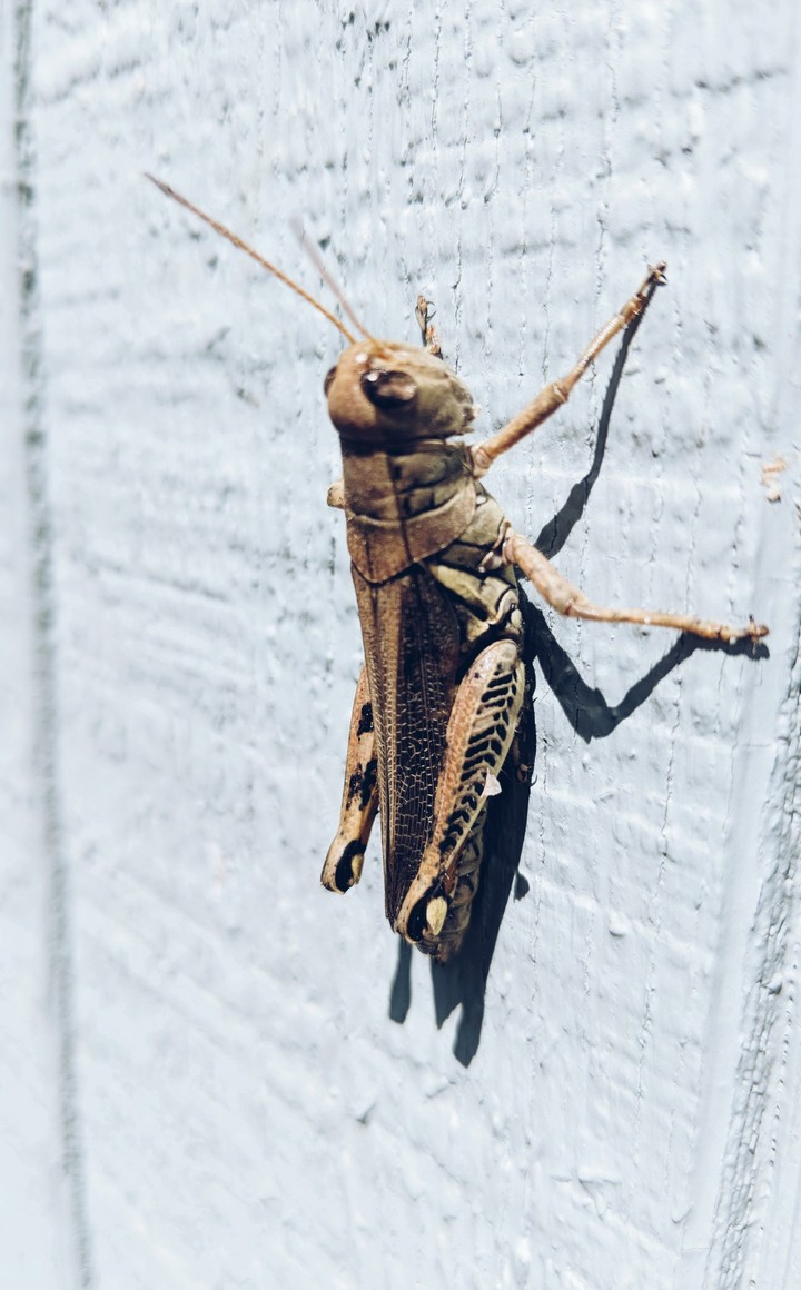 Grasshopper