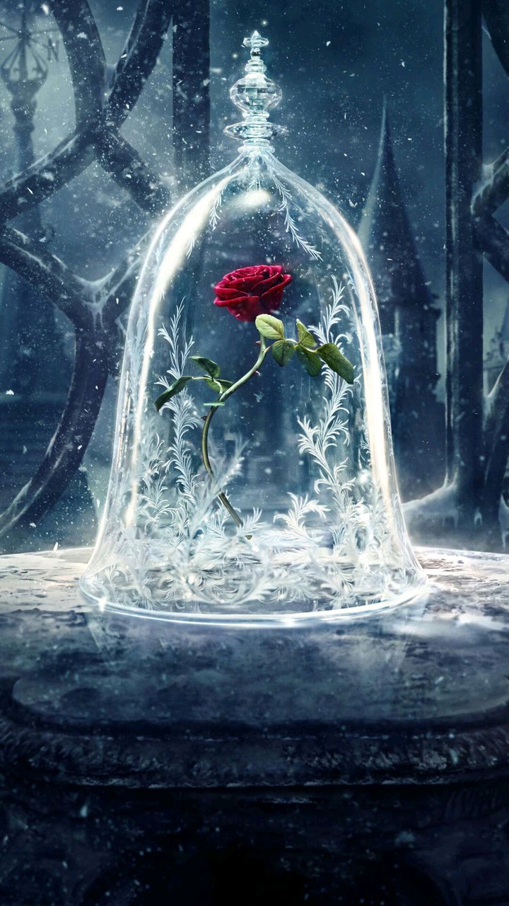 Red Rose