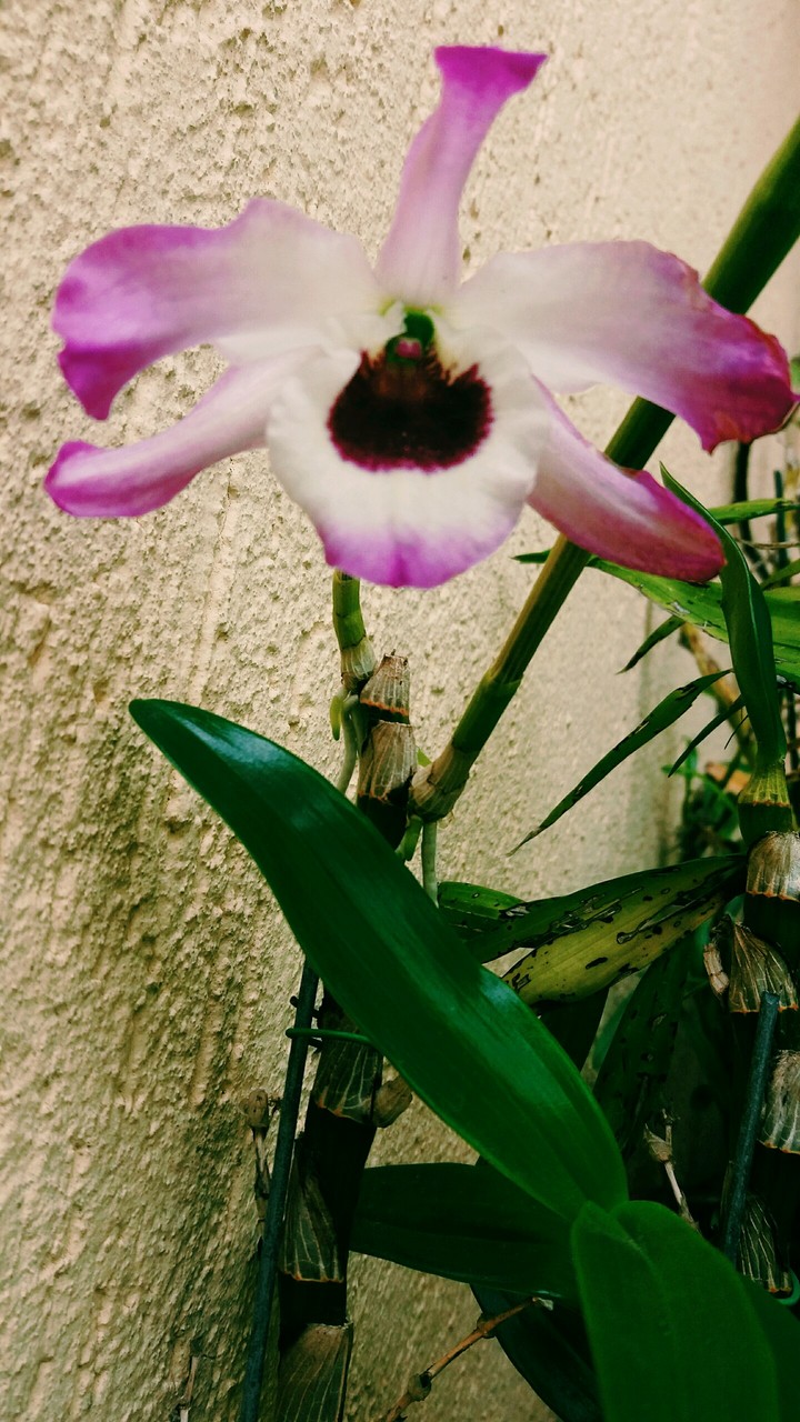 Flower!