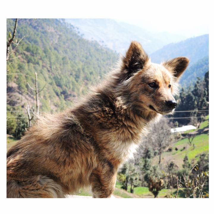what would this dog be thinking?