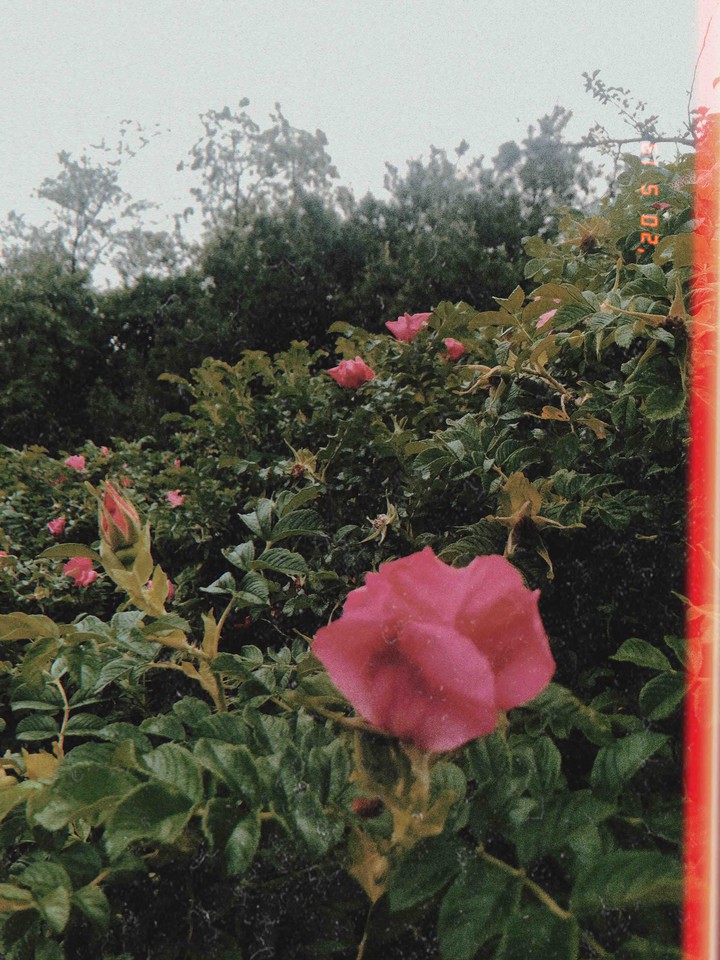 roses