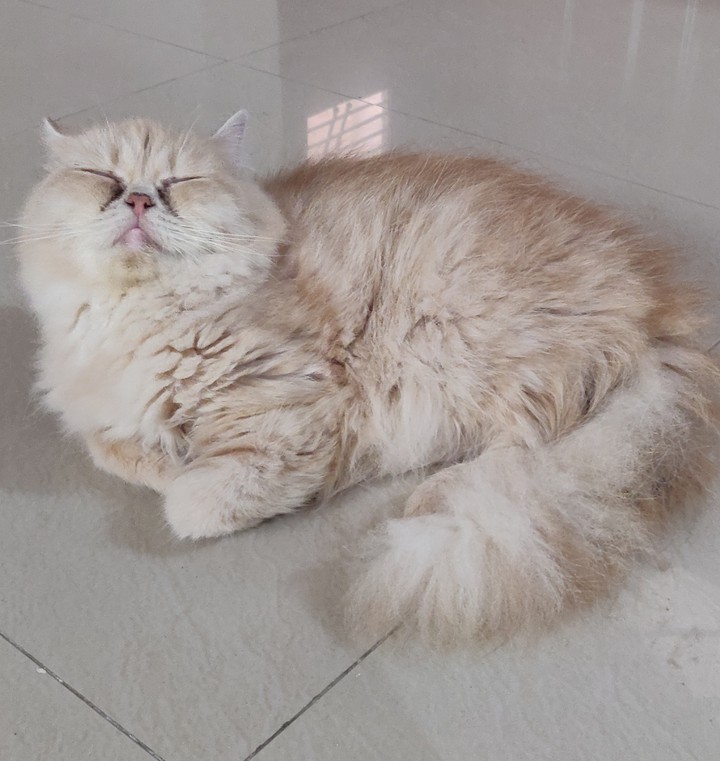 Cattitude!!?
