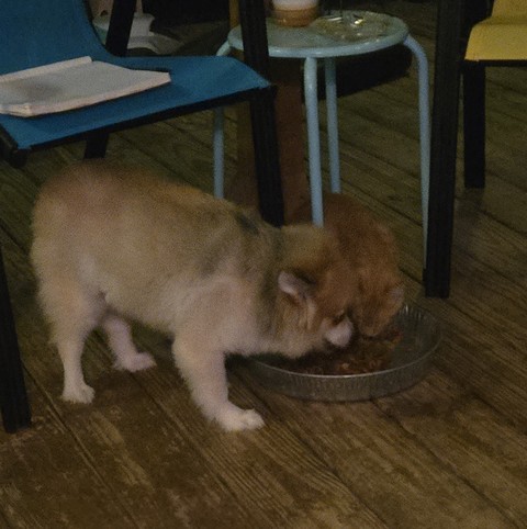 тапети Floor, Carnivore