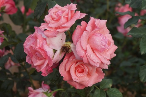Four Roses