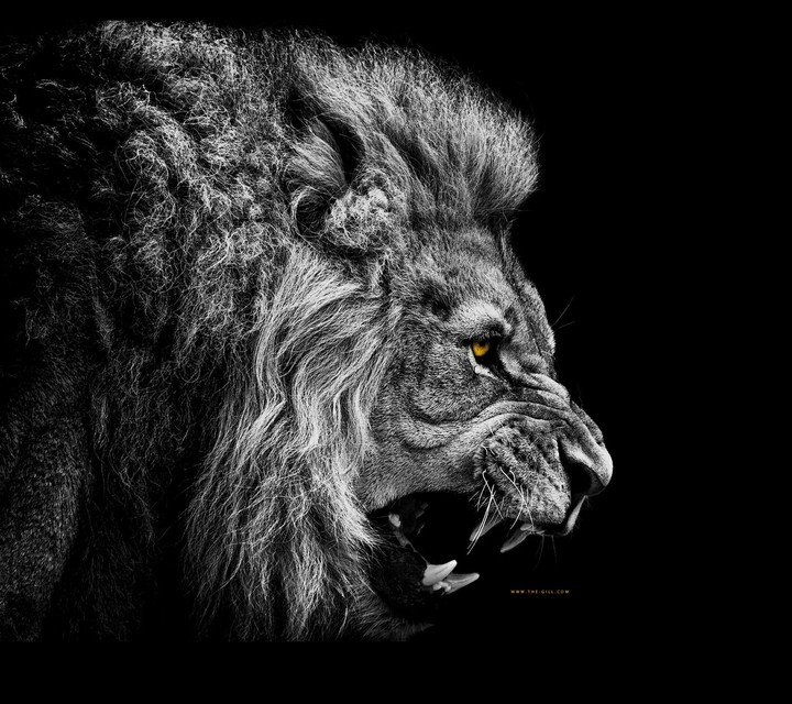 lion