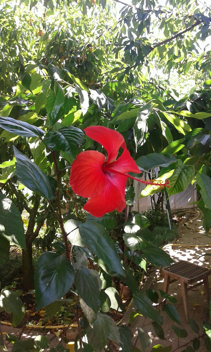 my flower