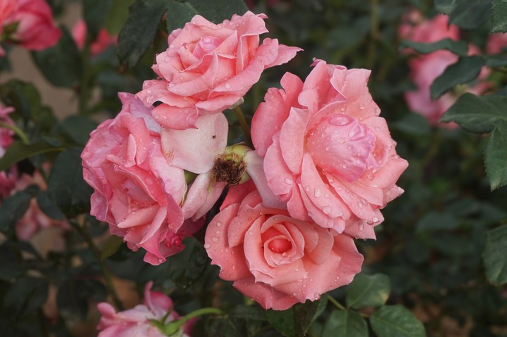 Four Roses