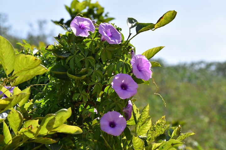 Campanula Flowers 2