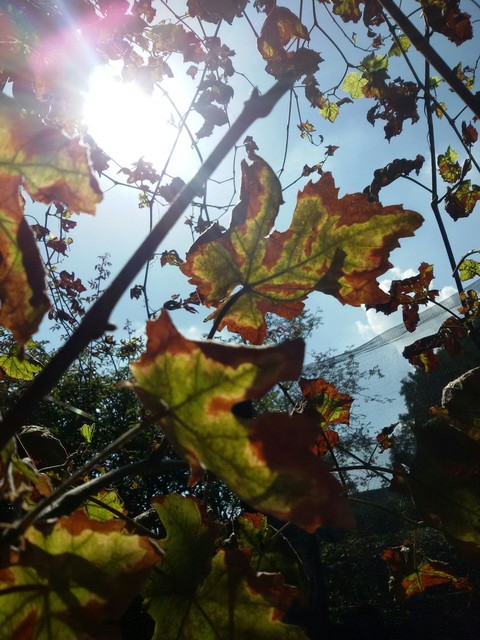 Weinblätter im Herbst!