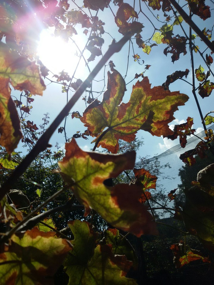 Weinblätter im Herbst! 