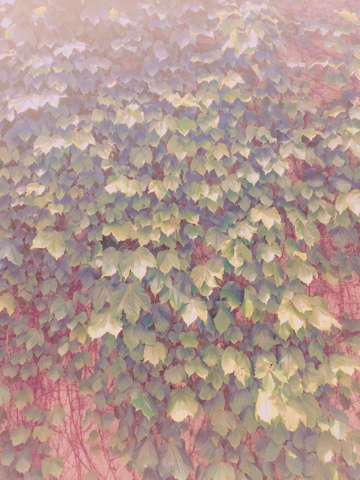 Leaves