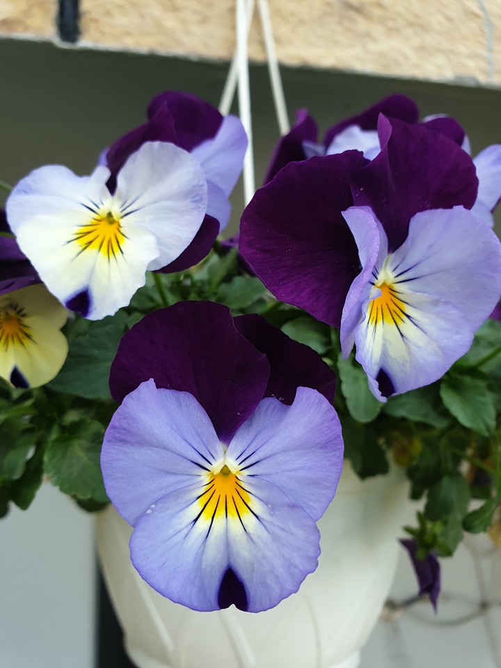 primavera
