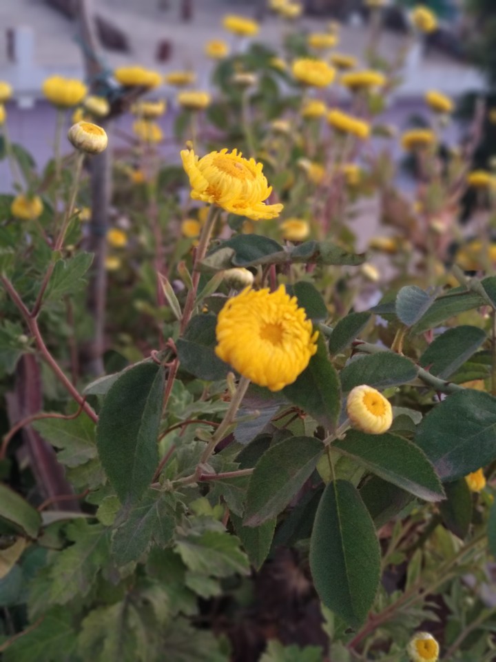 Sevanti Flower