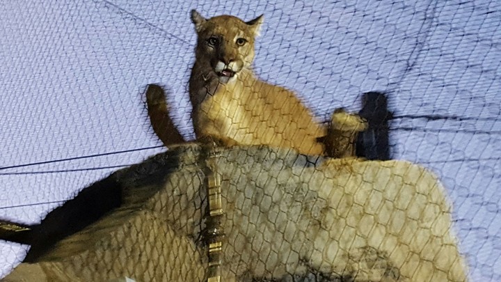 Mountain lion