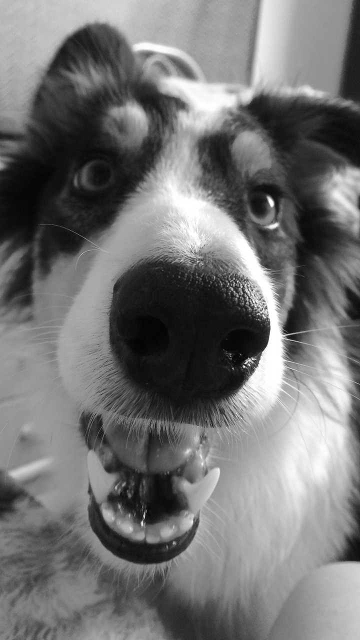 pretty dog
