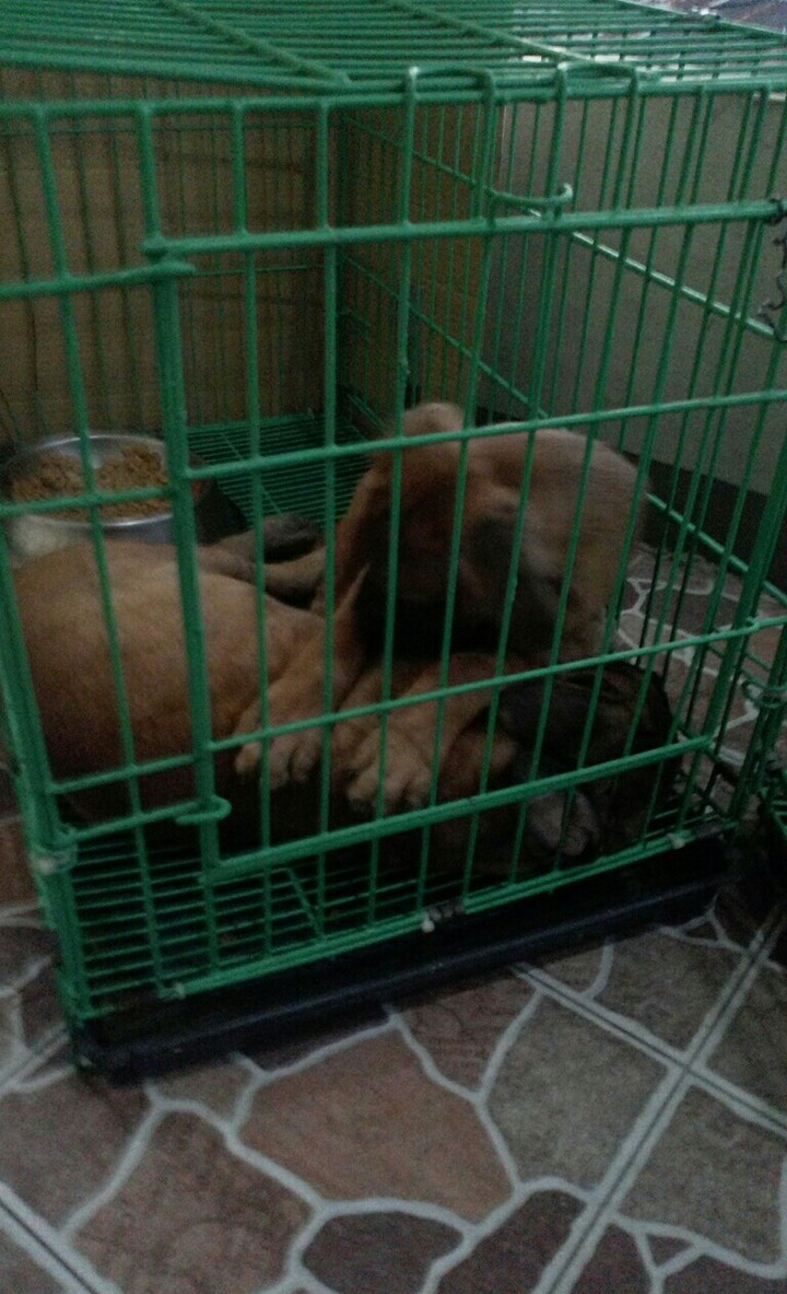bull mastiff