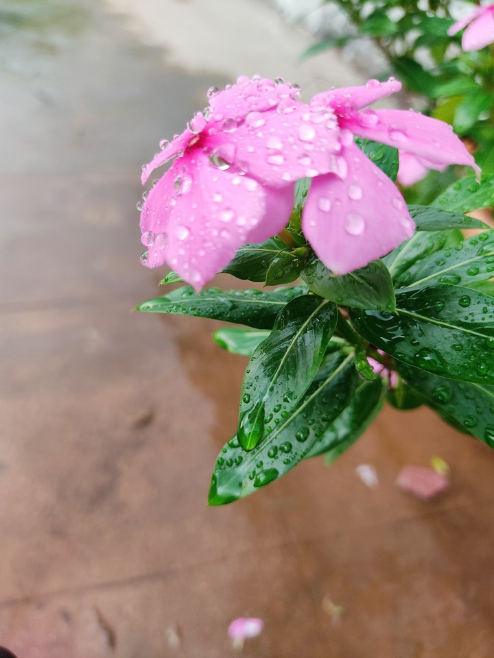 Flower