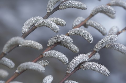 branch