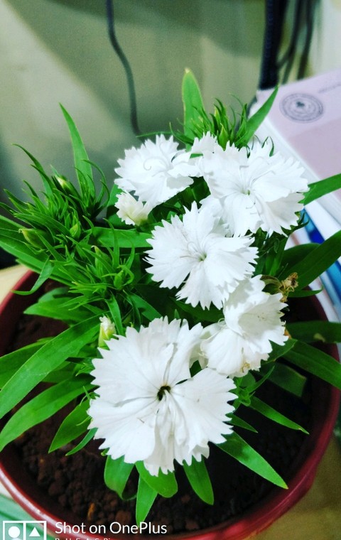 Sweet flower