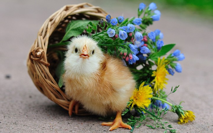 Chick