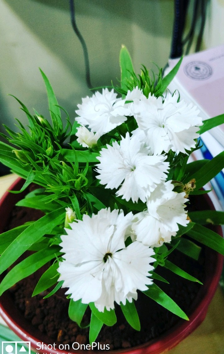 Sweet flower