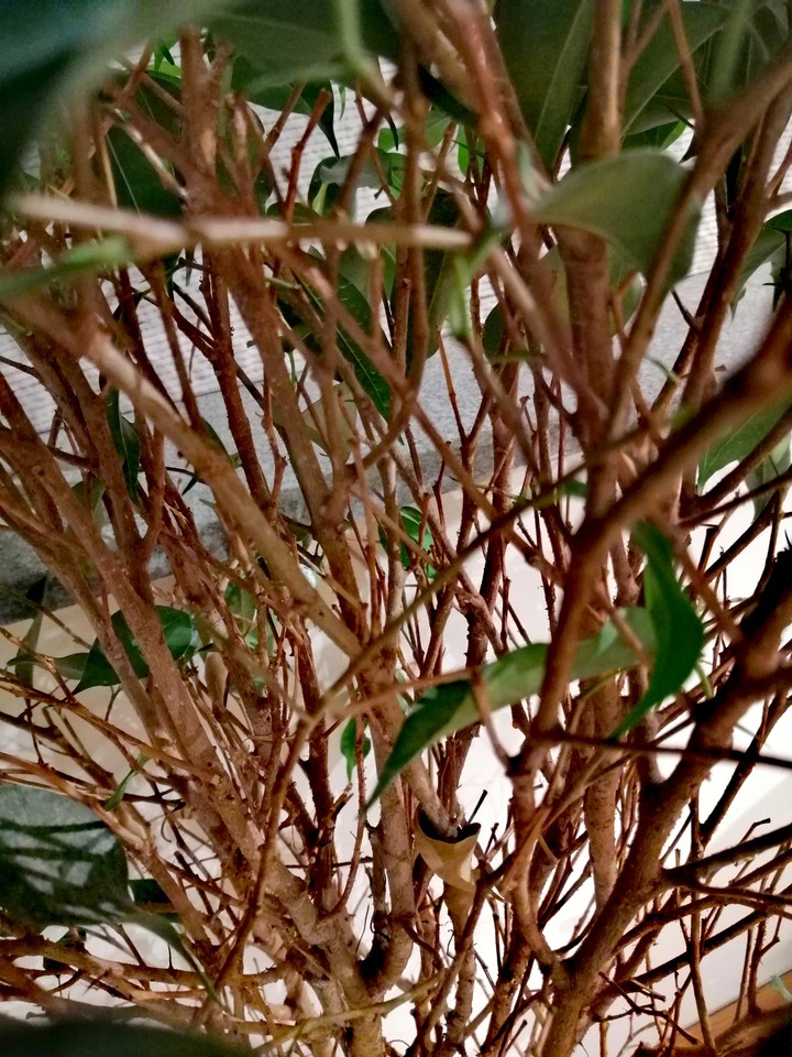 plant
